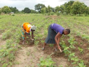 Lire la suite à propos de l’article PROJET DES AGRICULTEURS RESILIENTS (PARé)